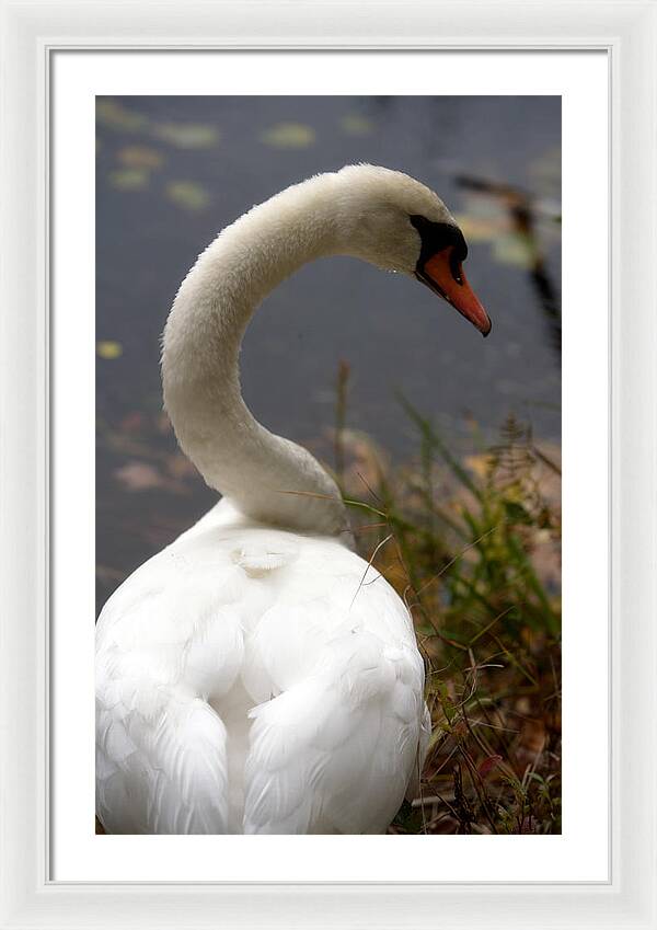 Beautiful Birds Photos - Framed Print