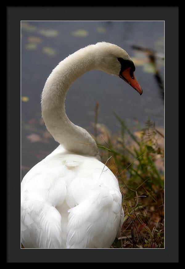 Beautiful Birds Photos - Framed Print