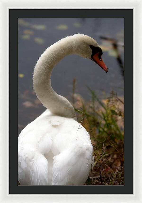 Beautiful Birds Photos - Framed Print