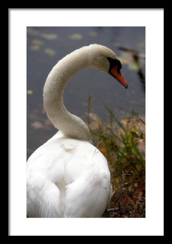 Beautiful Birds Photos - Framed Print