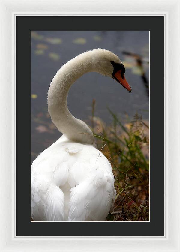 Beautiful Birds Photos - Framed Print