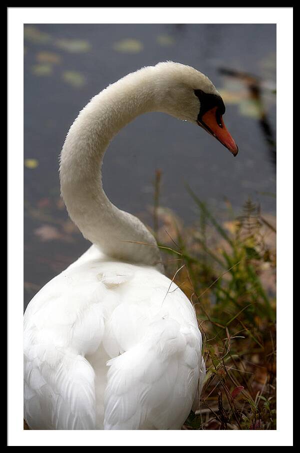 Beautiful Birds Photos - Framed Print