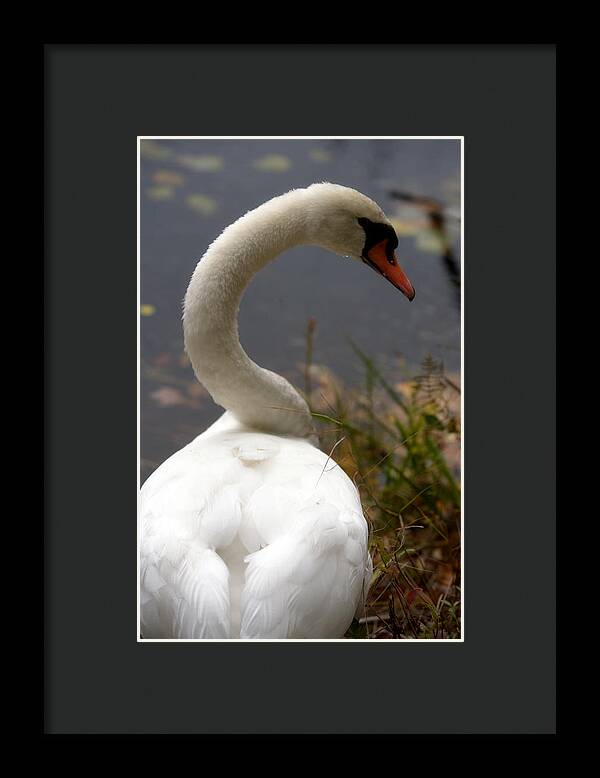 Beautiful Birds Photos - Framed Print