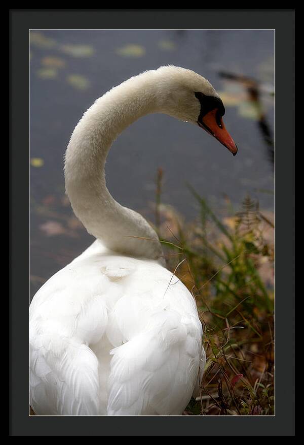 Beautiful Birds Photos - Framed Print