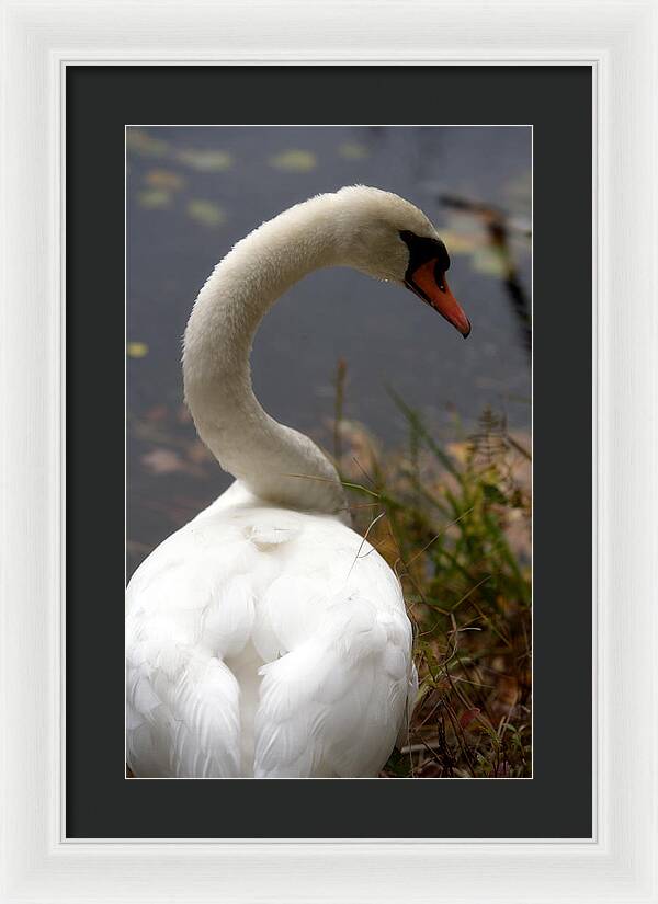 Beautiful Birds Photos - Framed Print