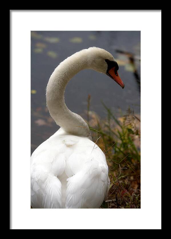 Beautiful Birds Photos - Framed Print