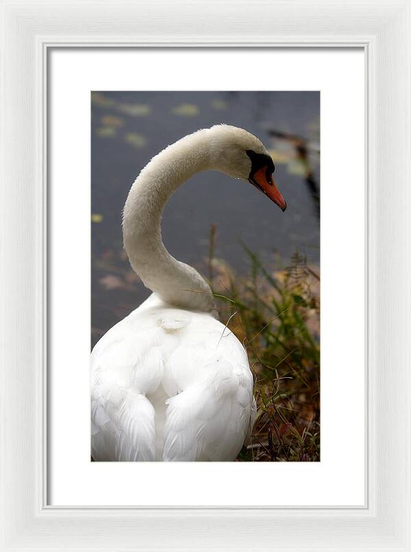 Beautiful Birds Photos - Framed Print