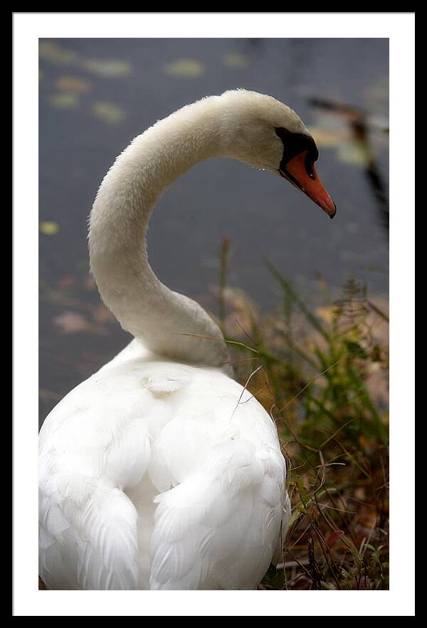 Beautiful Birds Photos - Framed Print