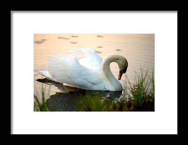 Mute Swan Pictures - Framed Print