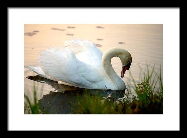 Mute Swan Pictures - Framed Print