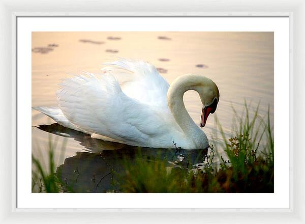 Mute Swan Pictures - Framed Print