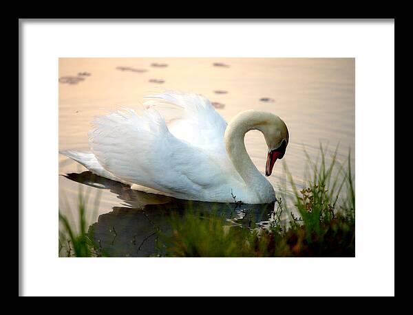 Mute Swan Pictures - Framed Print