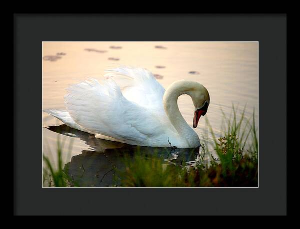 Mute Swan Pictures - Framed Print