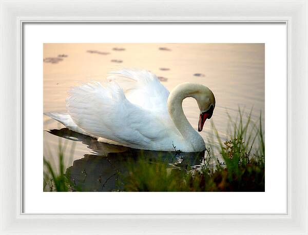 Mute Swan Pictures - Framed Print