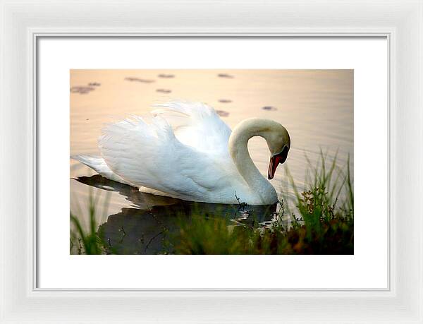 Mute Swan Pictures - Framed Print