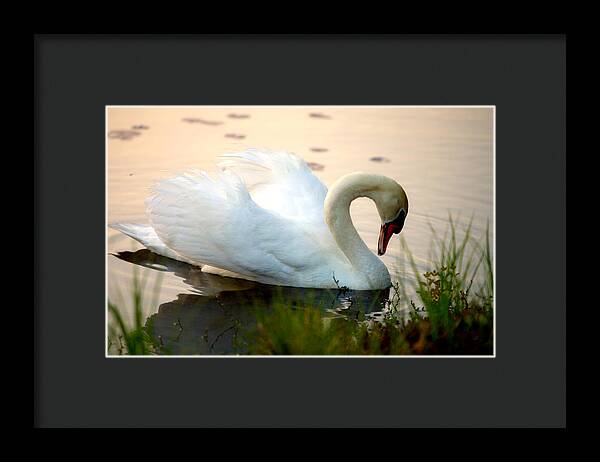 Mute Swan Pictures - Framed Print