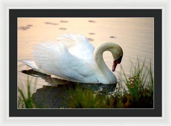 Mute Swan Pictures - Framed Print