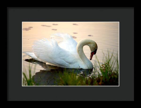 Mute Swan Pictures - Framed Print