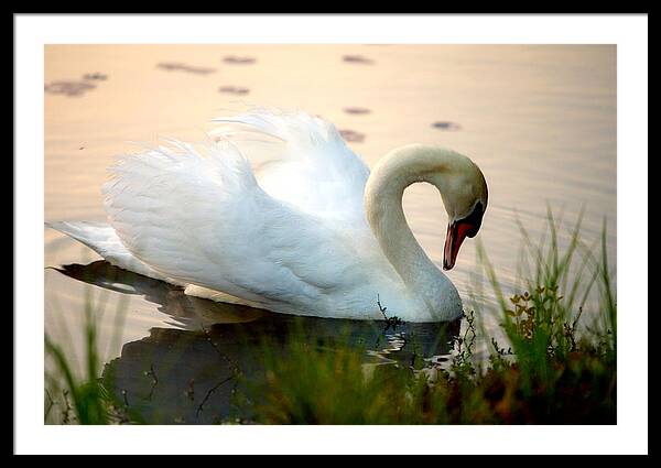 Mute Swan Pictures - Framed Print