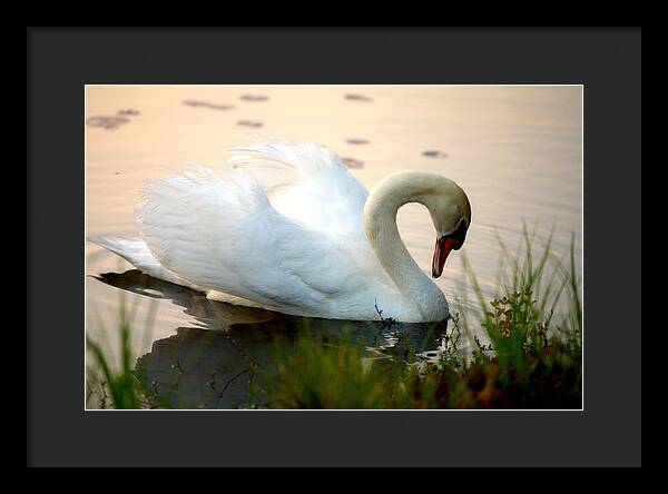 Mute Swan Pictures - Framed Print