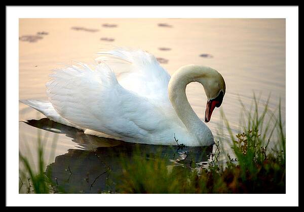 Mute Swan Pictures - Framed Print