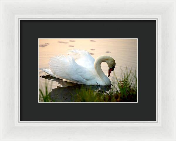 Mute Swan Pictures - Framed Print