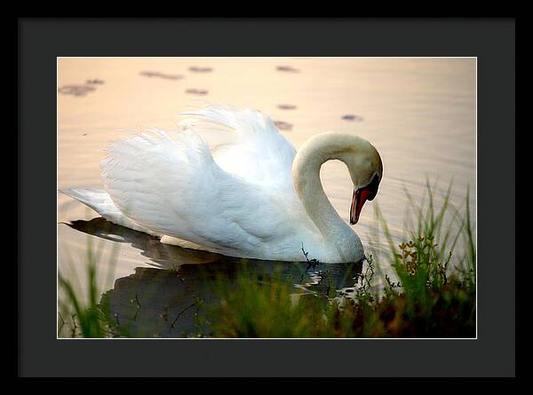 Mute Swan Pictures - Framed Print