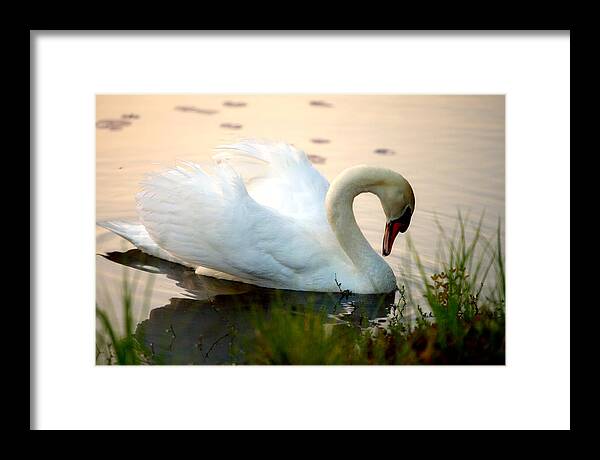 Mute Swan Pictures - Framed Print