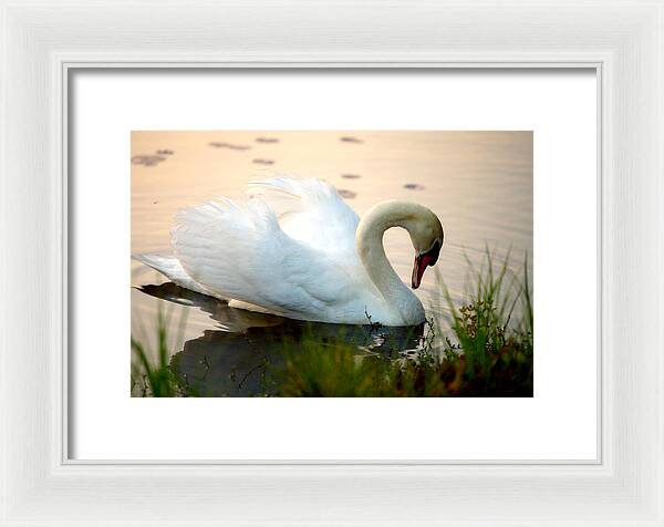 Mute Swan Pictures - Framed Print