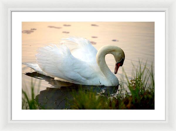 Mute Swan Pictures - Framed Print