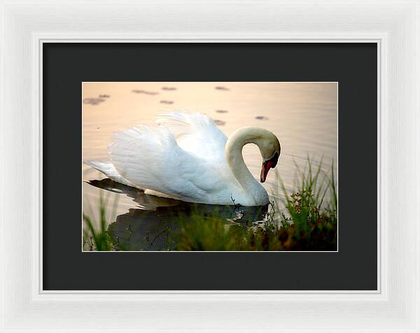 Mute Swan Pictures - Framed Print