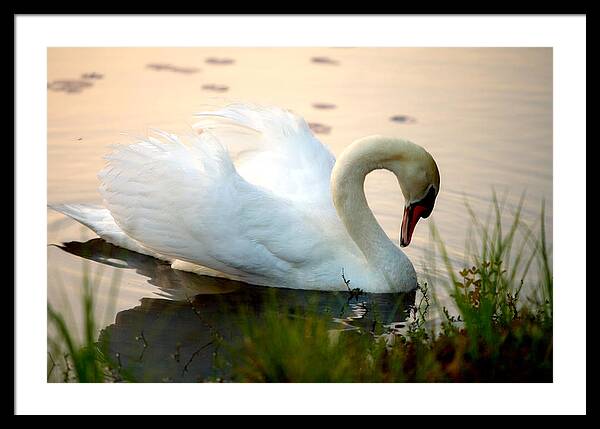 Mute Swan Pictures - Framed Print