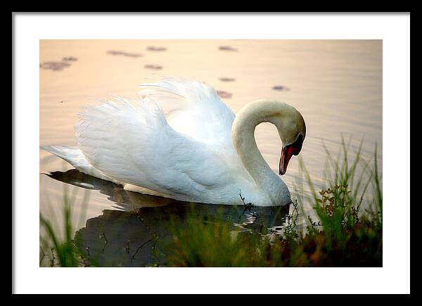 Mute Swan Pictures - Framed Print