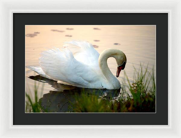 Mute Swan Pictures - Framed Print