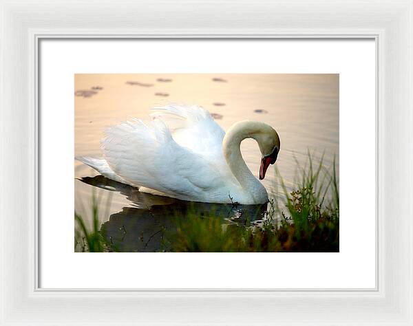 Mute Swan Pictures - Framed Print