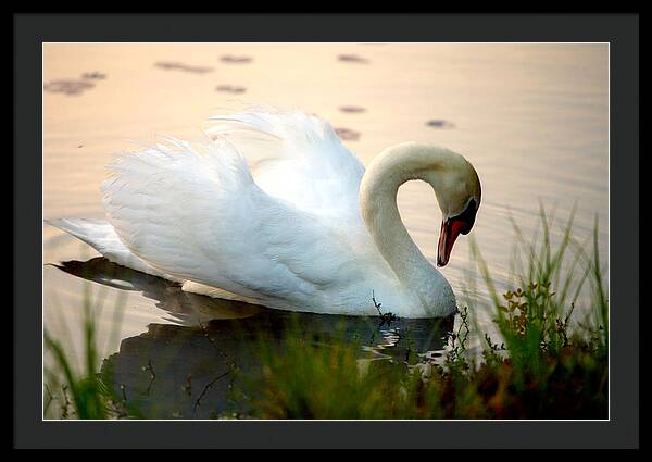 Mute Swan Pictures - Framed Print