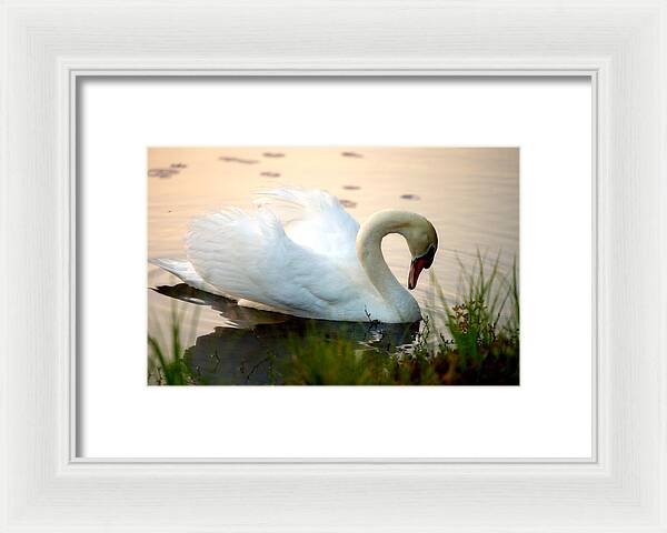 Mute Swan Pictures - Framed Print