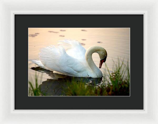 Mute Swan Pictures - Framed Print