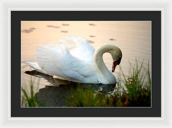 Mute Swan Pictures - Framed Print