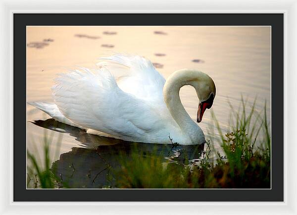 Mute Swan Pictures - Framed Print