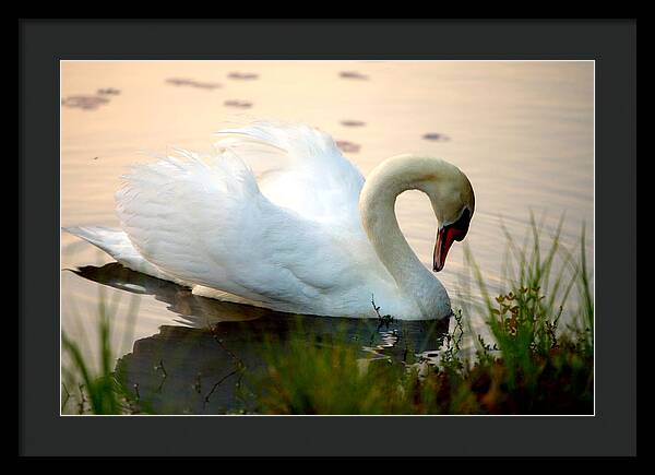 Mute Swan Pictures - Framed Print