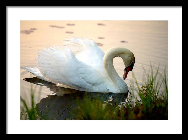 Mute Swan Pictures - Framed Print