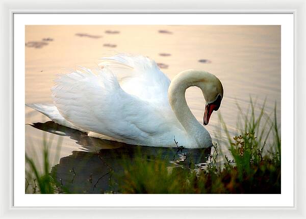 Mute Swan Pictures - Framed Print