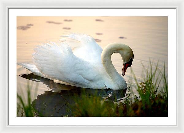 Mute Swan Pictures - Framed Print