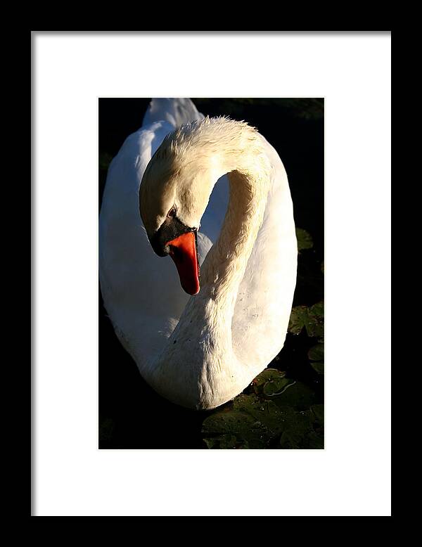 Picture of Swan Bird - Framed Print