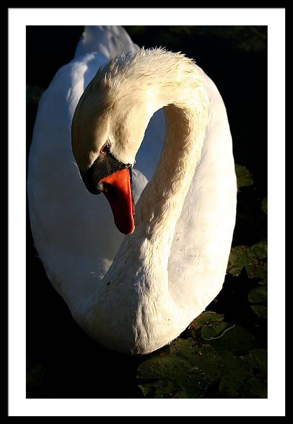 Picture of Swan Bird - Framed Print