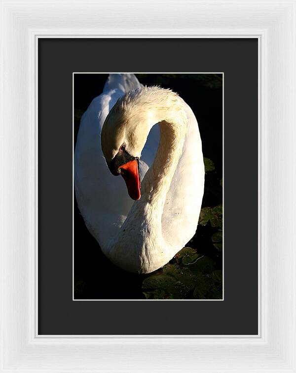 Picture of Swan Bird - Framed Print