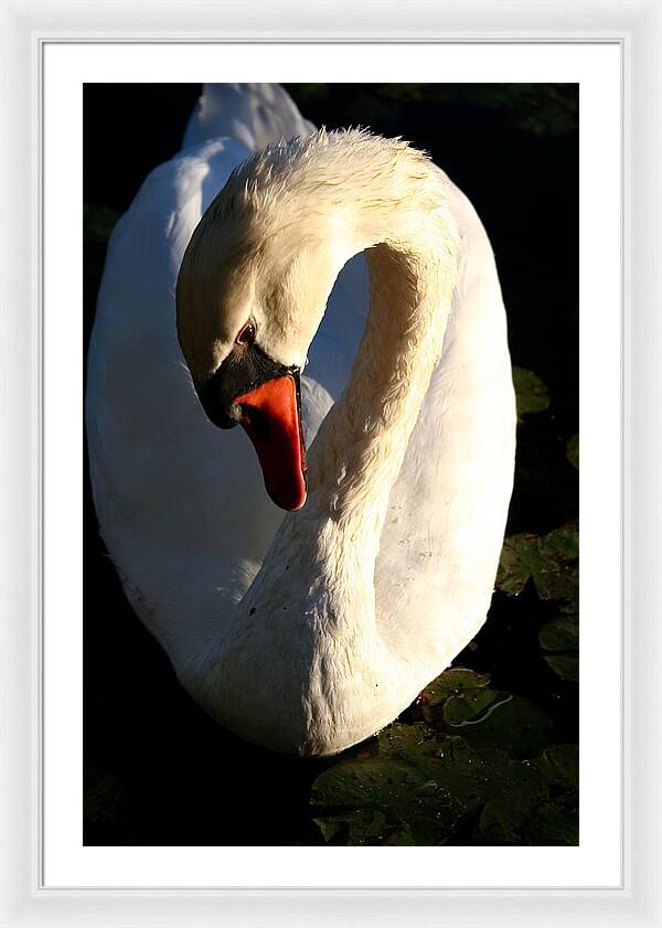 Picture of Swan Bird - Framed Print