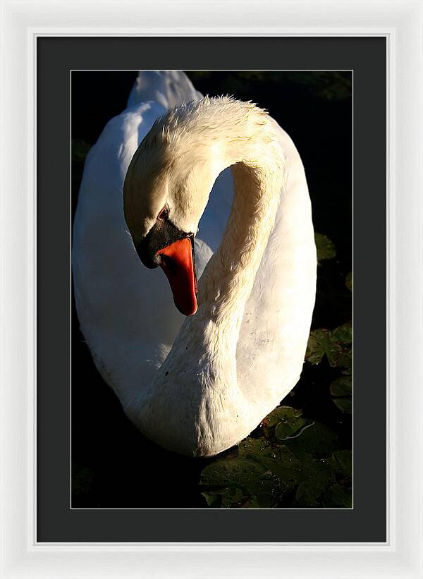 Picture of Swan Bird - Framed Print