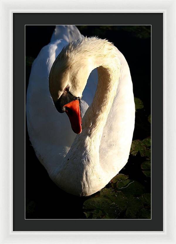 Picture of Swan Bird - Framed Print